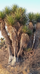 Yucca periculosa