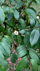 Magnolia figo