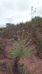 Euryops tenuissimus