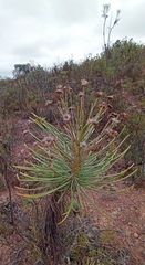 Euryops tenuissimus