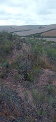 Euryops tenuissimus