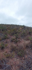 Euryops tenuissimus