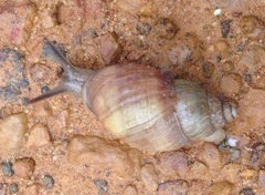 Bothriembryon brazieri