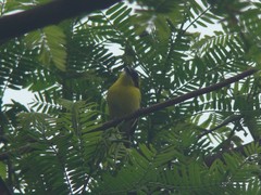 Todirostrum chrysocrotaphum