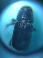 Dendroctonus terebrans