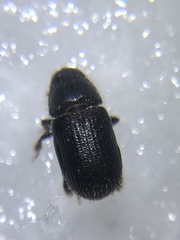 Dendroctonus terebrans