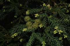 Cryptomeria japonica