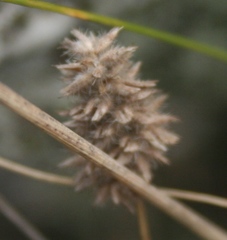Tribolium hispidum