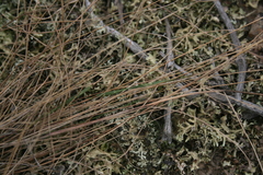 Tribolium hispidum