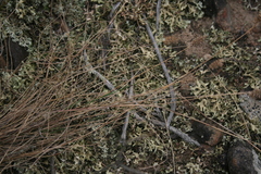 Tribolium hispidum