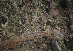 Tribolium hispidum