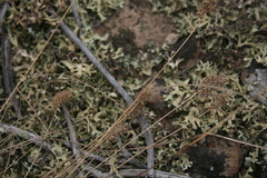 Tribolium hispidum