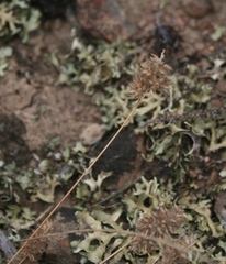 Tribolium hispidum