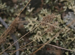 Tribolium hispidum