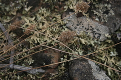 Tribolium hispidum