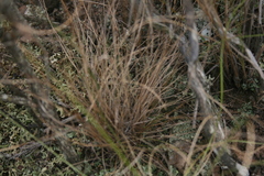 Tribolium hispidum