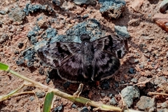 Ebrietas