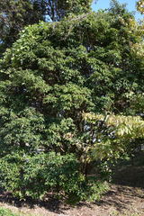 Quercus glauca