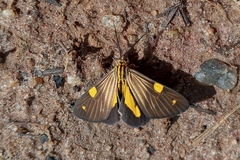 Phaeochlaena lampra