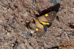 Phaeochlaena lampra