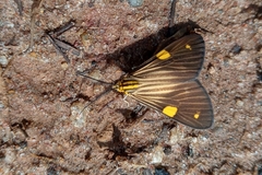 Phaeochlaena lampra
