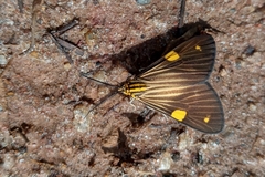 Phaeochlaena lampra