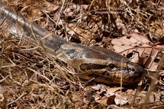 Python natalensis