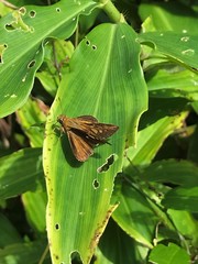 Pelopidas mathias mathias