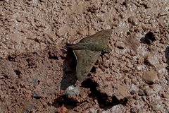 Ectomis octomaculata