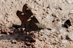 Ectomis octomaculata