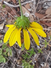 Helianthus debilis image