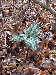 Trillium cuneatum