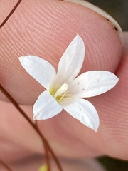 Prismatocarpus brevilobus