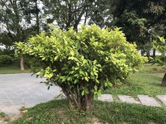 Ficus