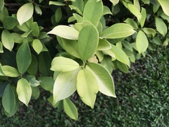 Ficus