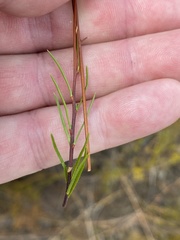 Prismatocarpus brevilobus