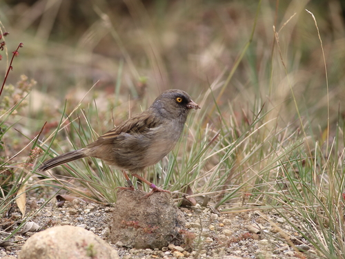 Junco vulcani