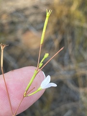 Prismatocarpus brevilobus