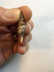 Ophiodermella inermis