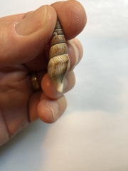 Ophiodermella inermis