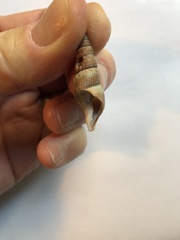 Ophiodermella inermis