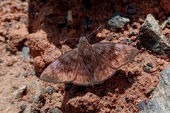 Pellicia