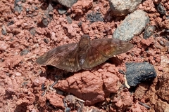 Pellicia