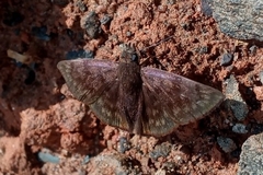 Pellicia