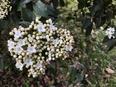 Viburnum tinus
