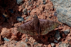 Pellicia