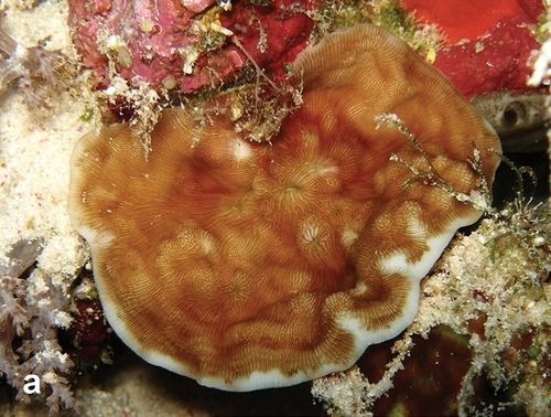 porcelain coral