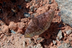Pellicia