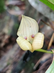 Maxillaria egertoniana