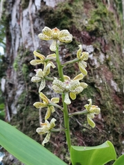 Prosthechea vespa